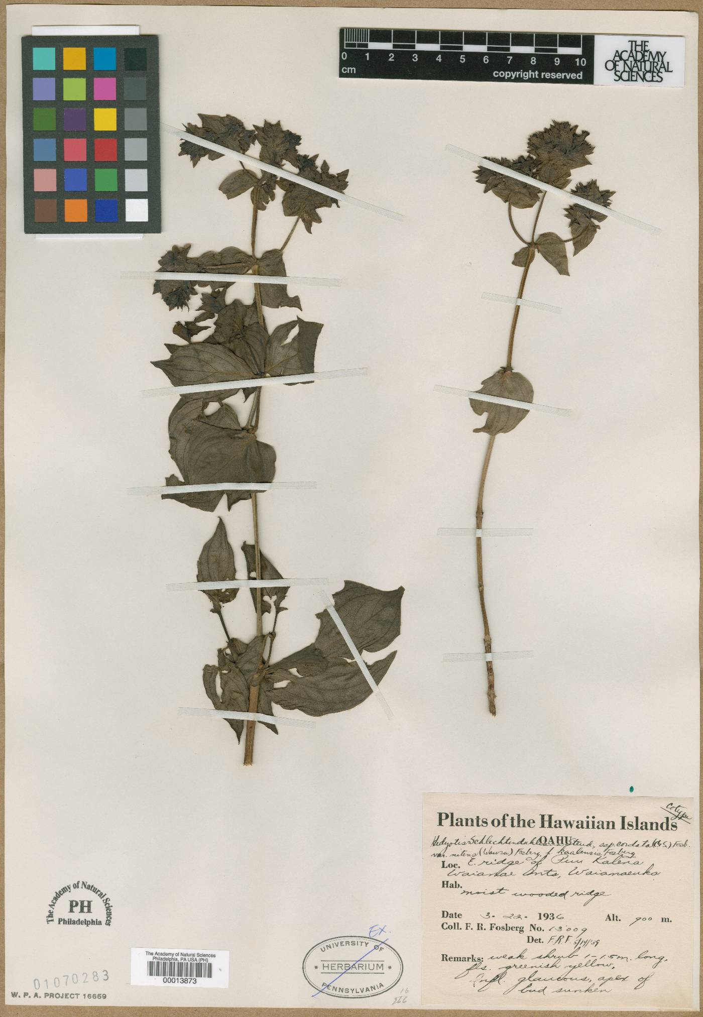 Kadua cordata subsp. cordata image