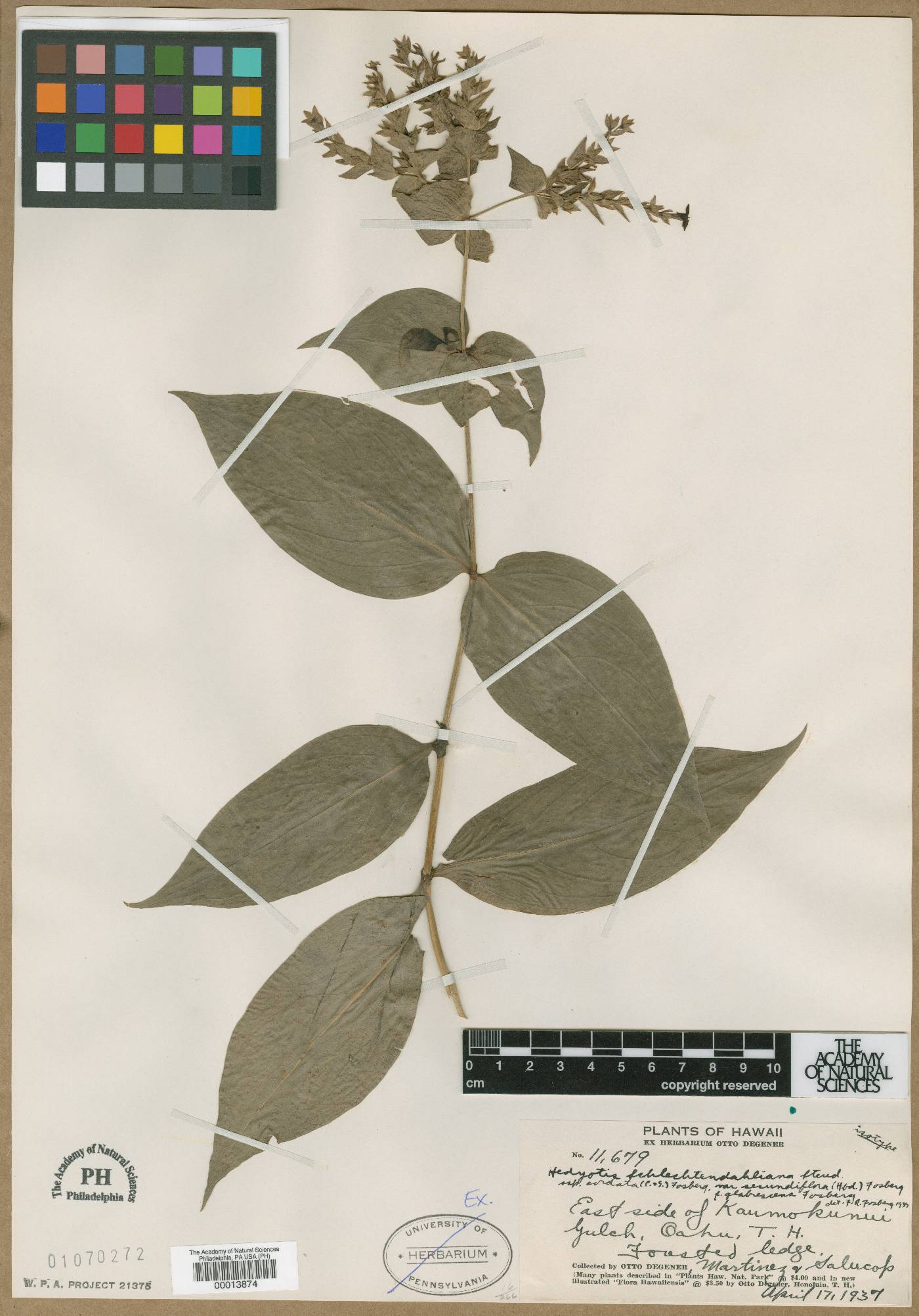 Kadua cordata subsp. cordata image