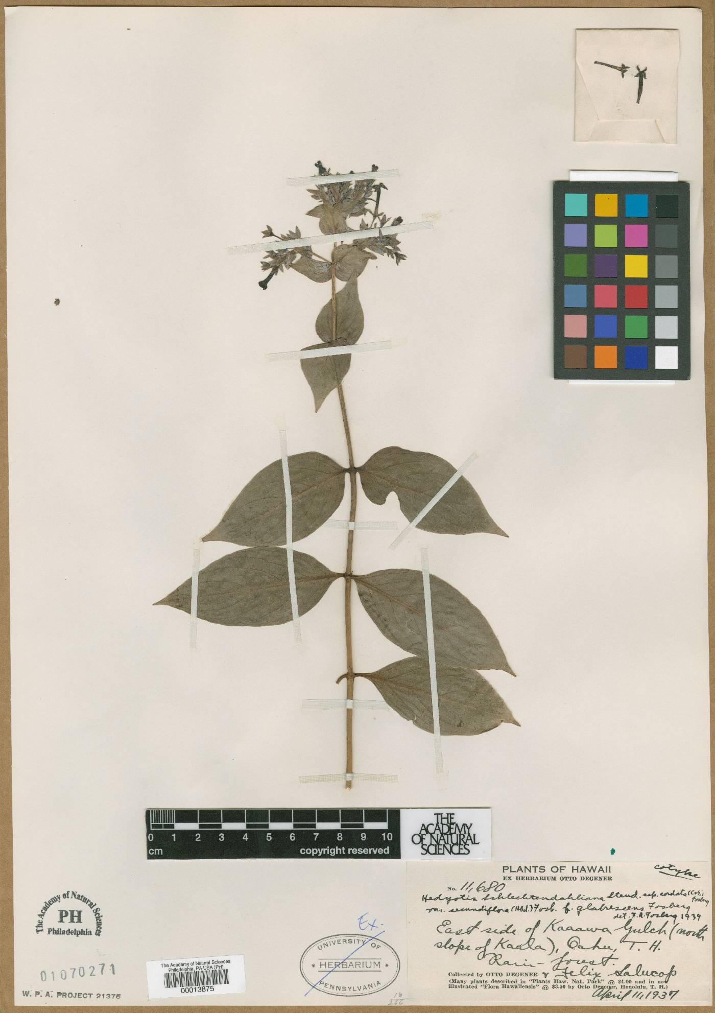 Kadua cordata image