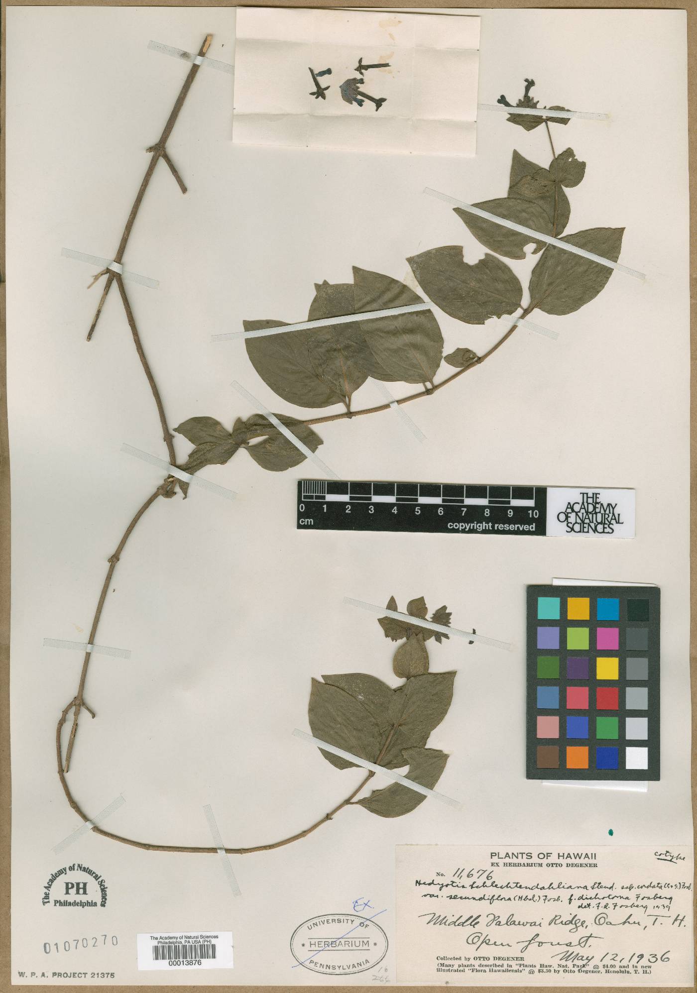 Kadua cordata subsp. cordata image