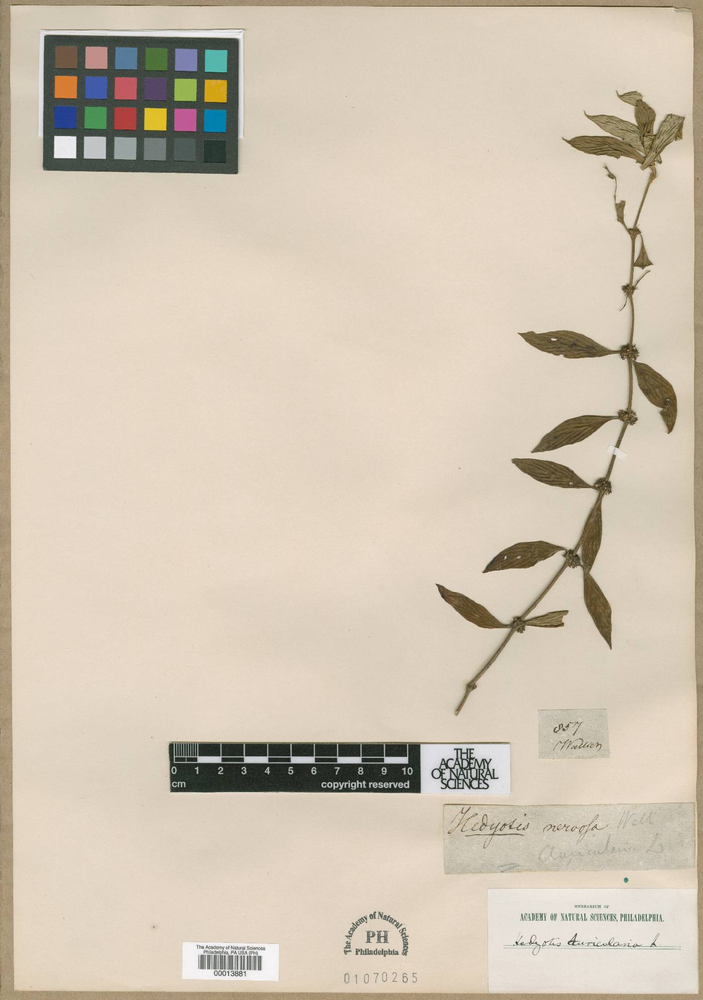 Exallage auricularia image