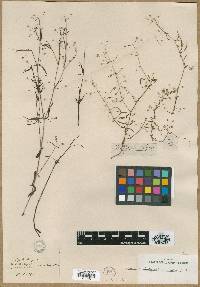 Hedyotis heynii image