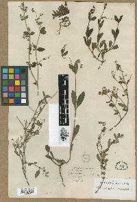 Media resource of Leptopetalum biflorum