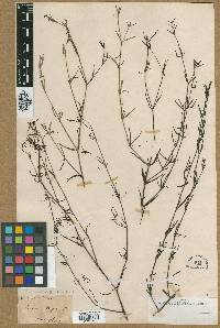 Hedyotis heynii image