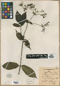 Hedyotis foggiana image