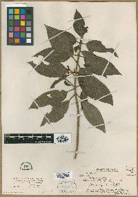 Kadua fluviatilis image