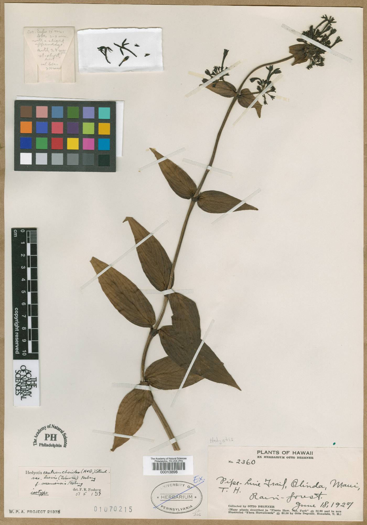 Kadua centranthoides image