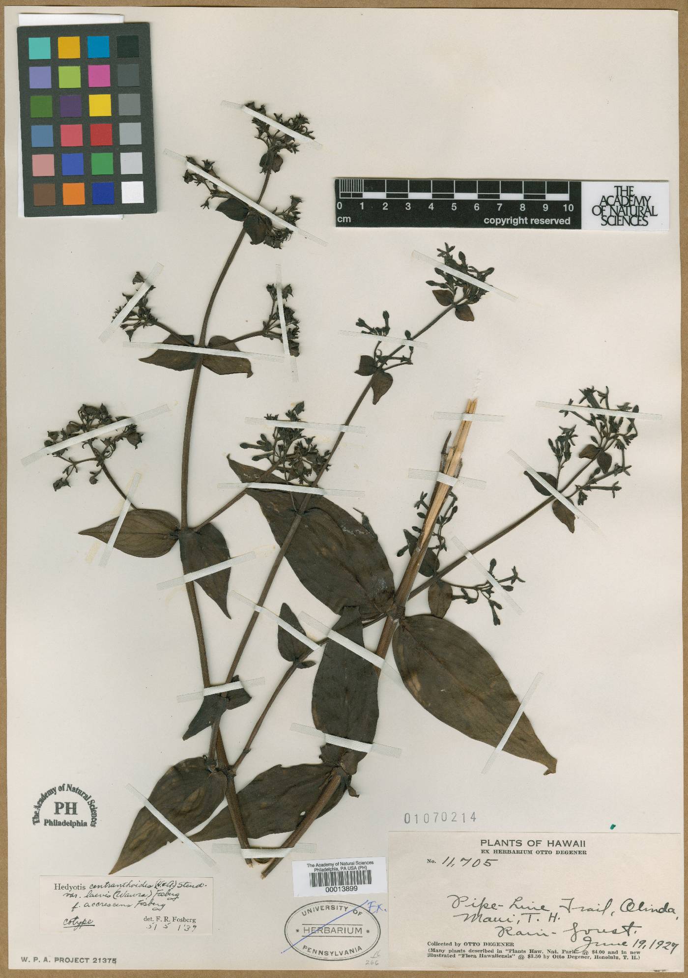 Kadua centranthoides image