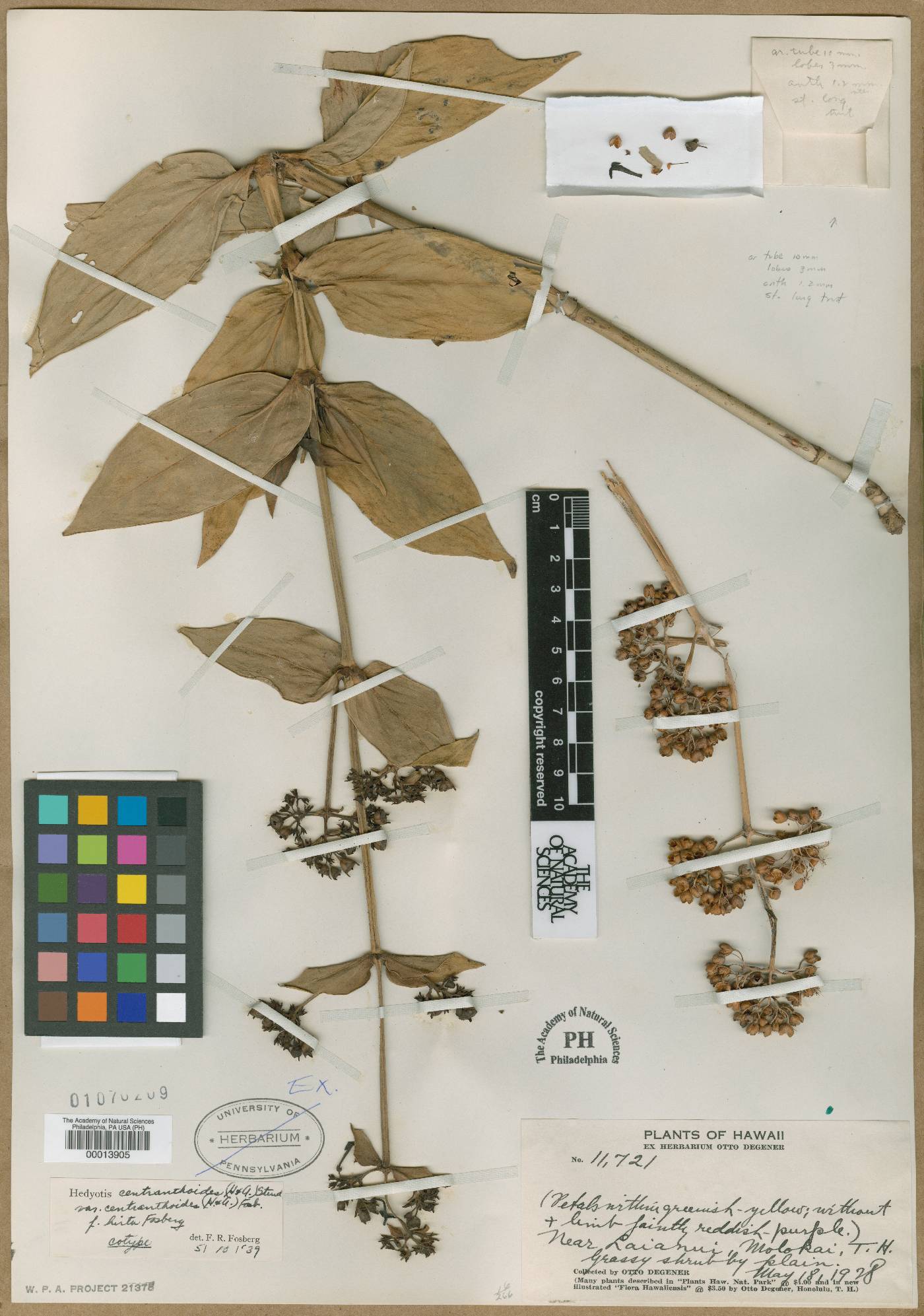 Kadua centranthoides image
