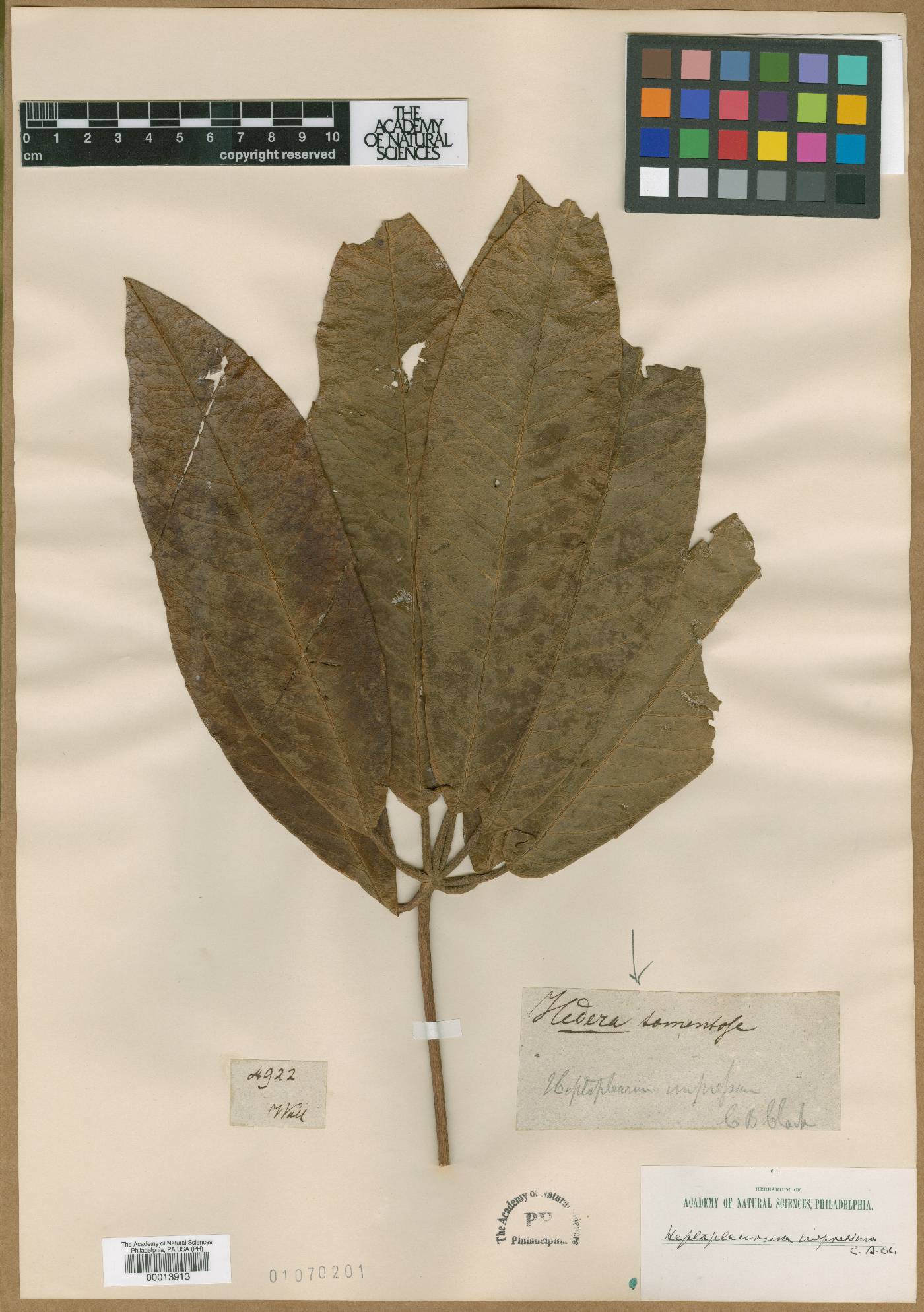 Schefflera rhododendrifolia image