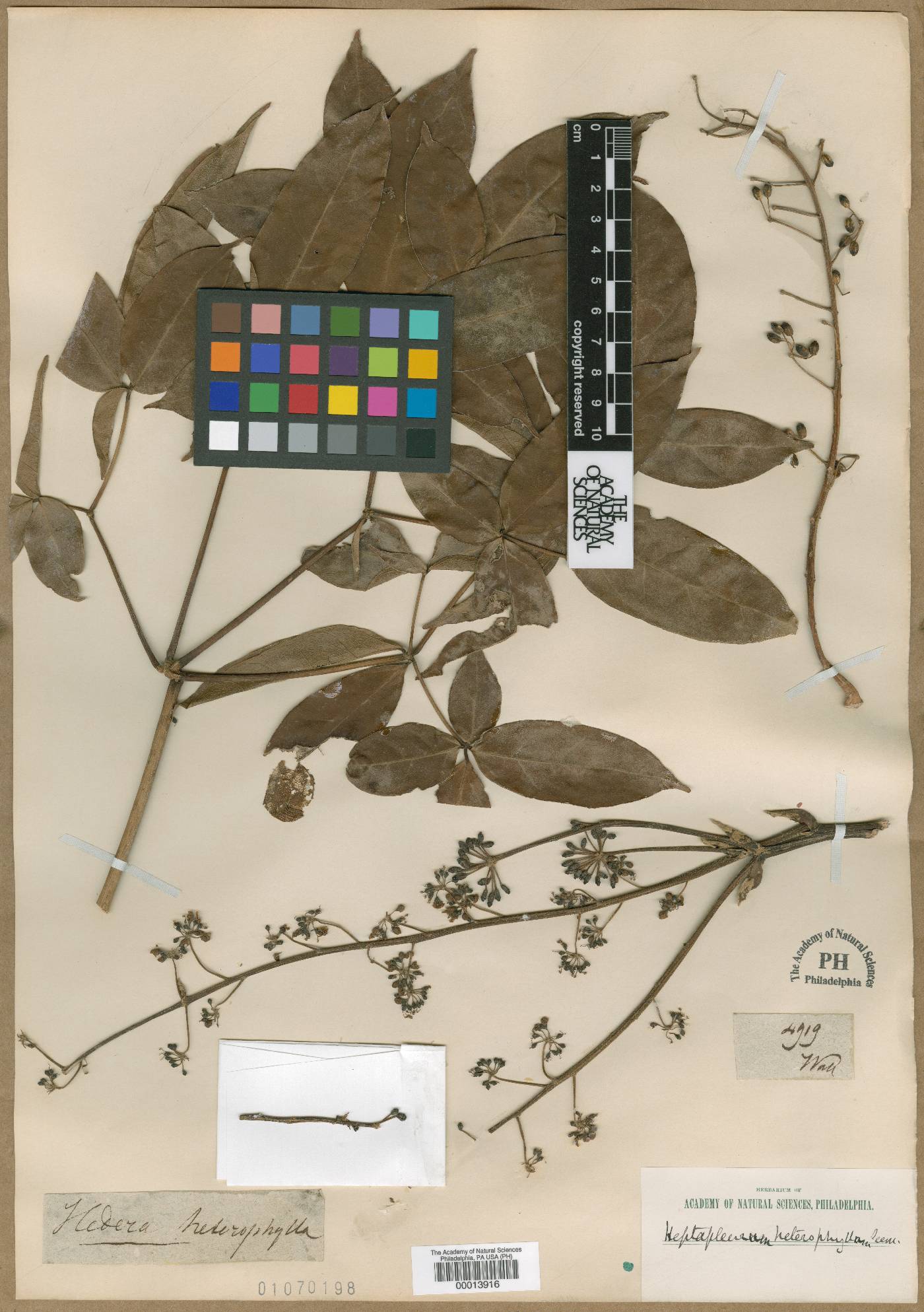 Heptapleurum heterophyllum image