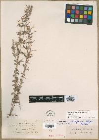 Image of Hedeoma tenuiflora