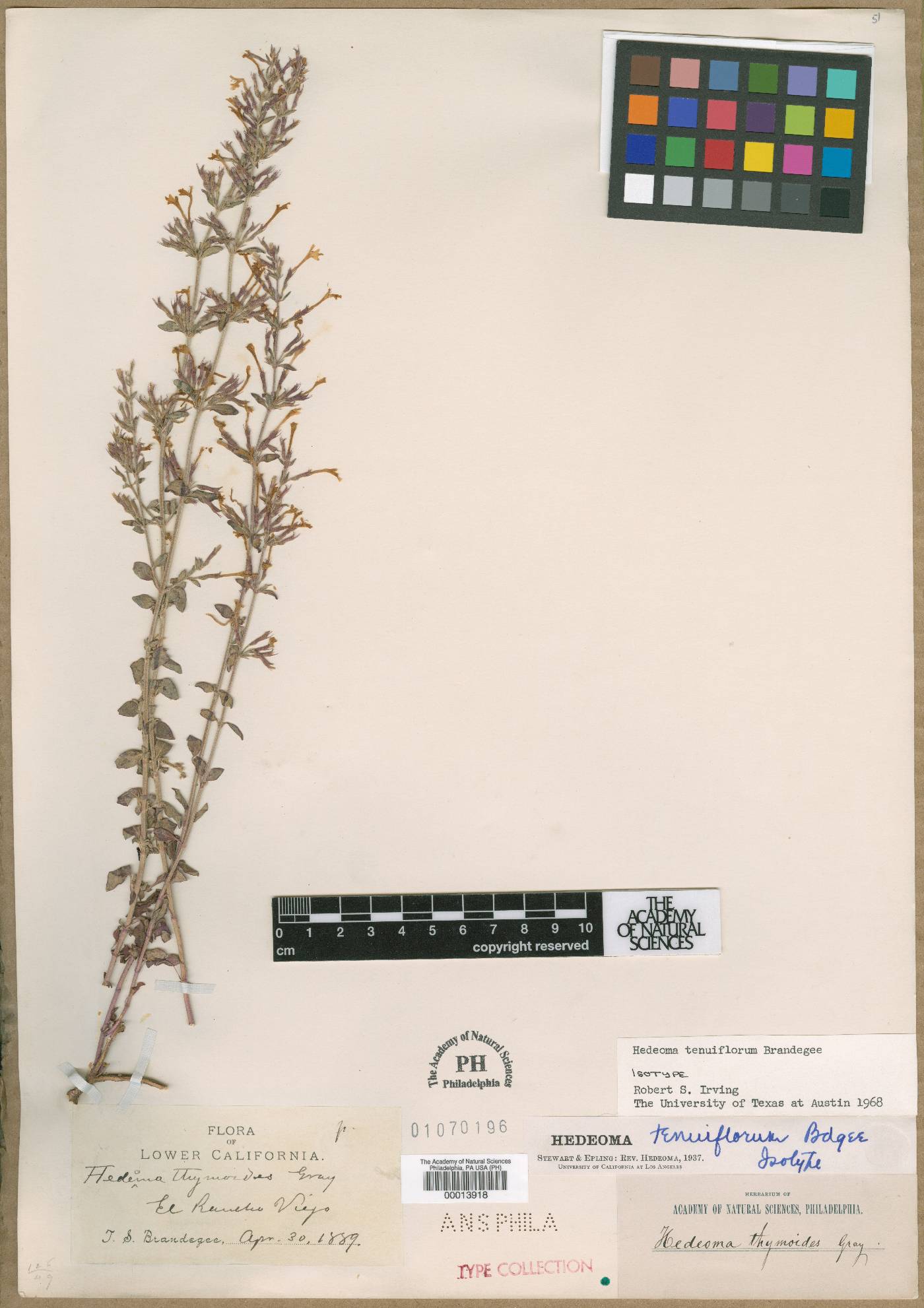 Hedeoma tenuiflora image