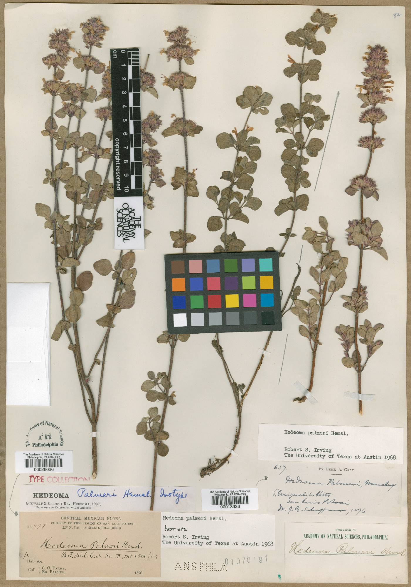 Hedeoma palmeri image