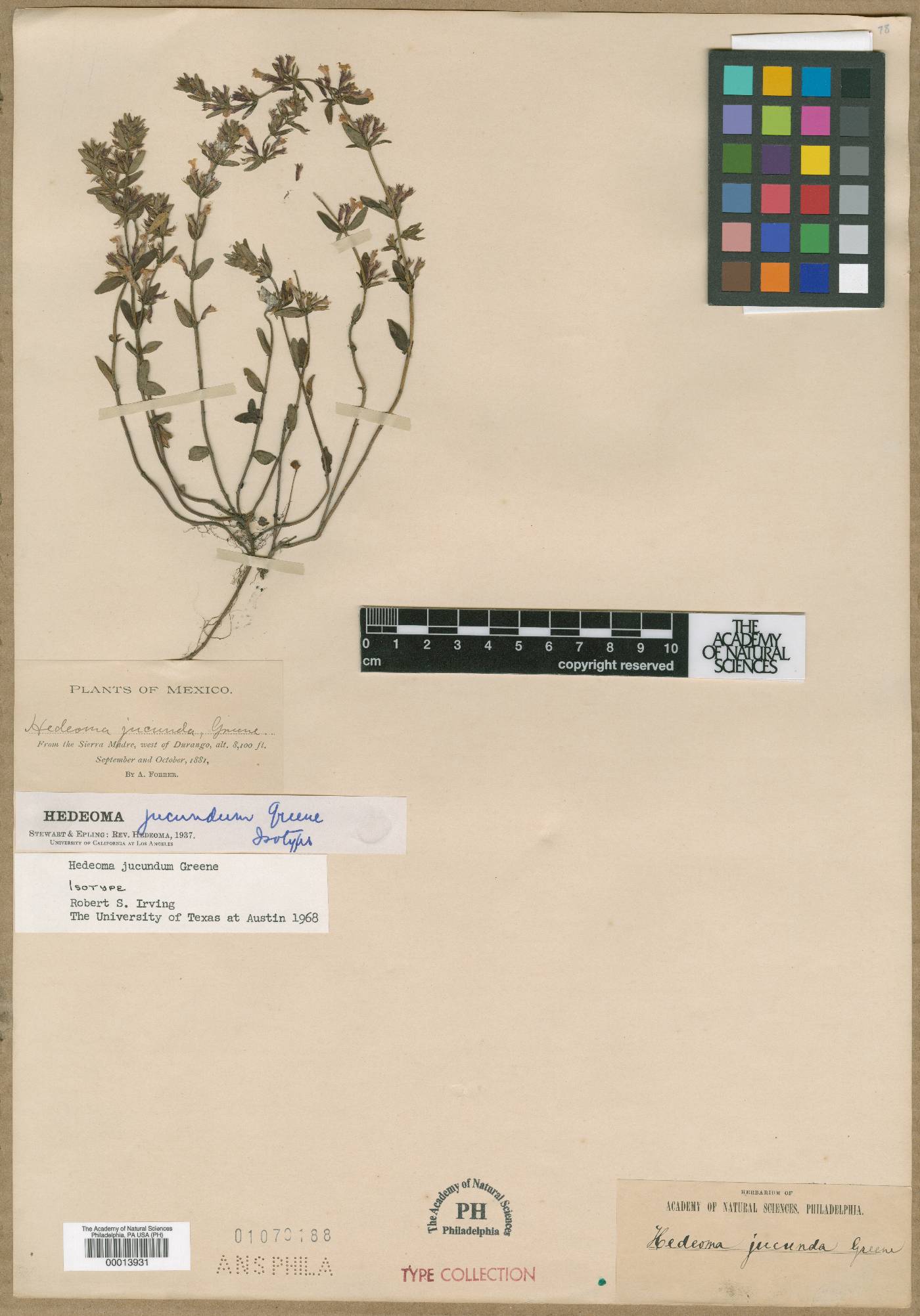 Hedeoma jucunda image