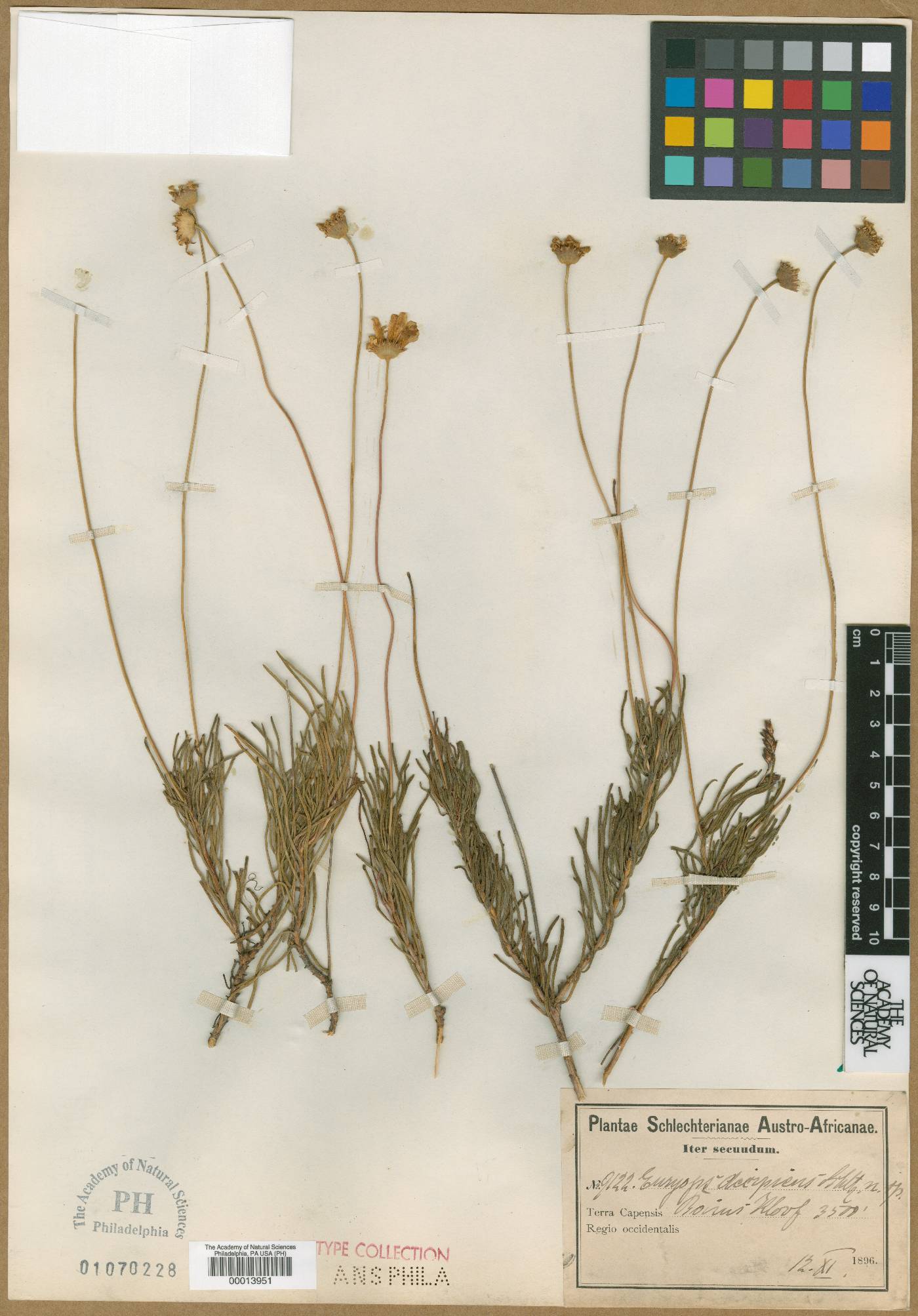 Euryops decipiens image