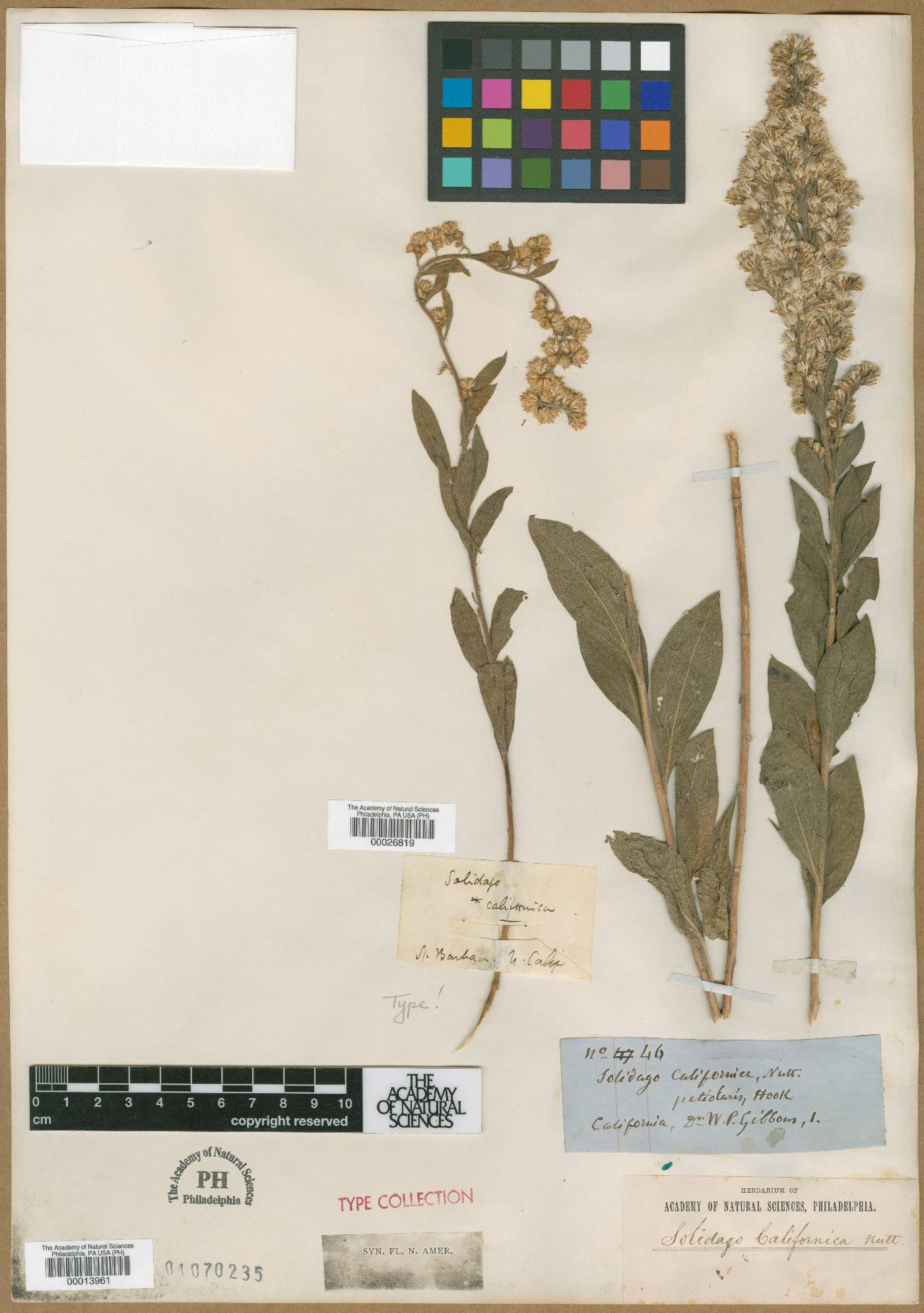 Solidago californica image