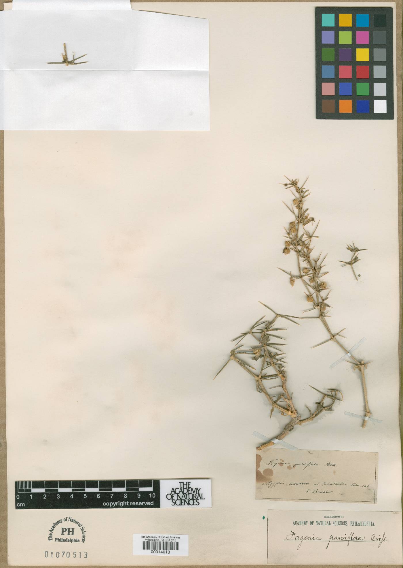 Fagonia parviflora image