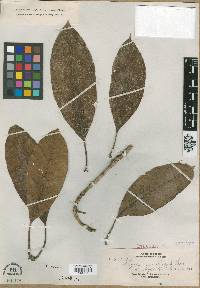 Fagraea macroscypha image