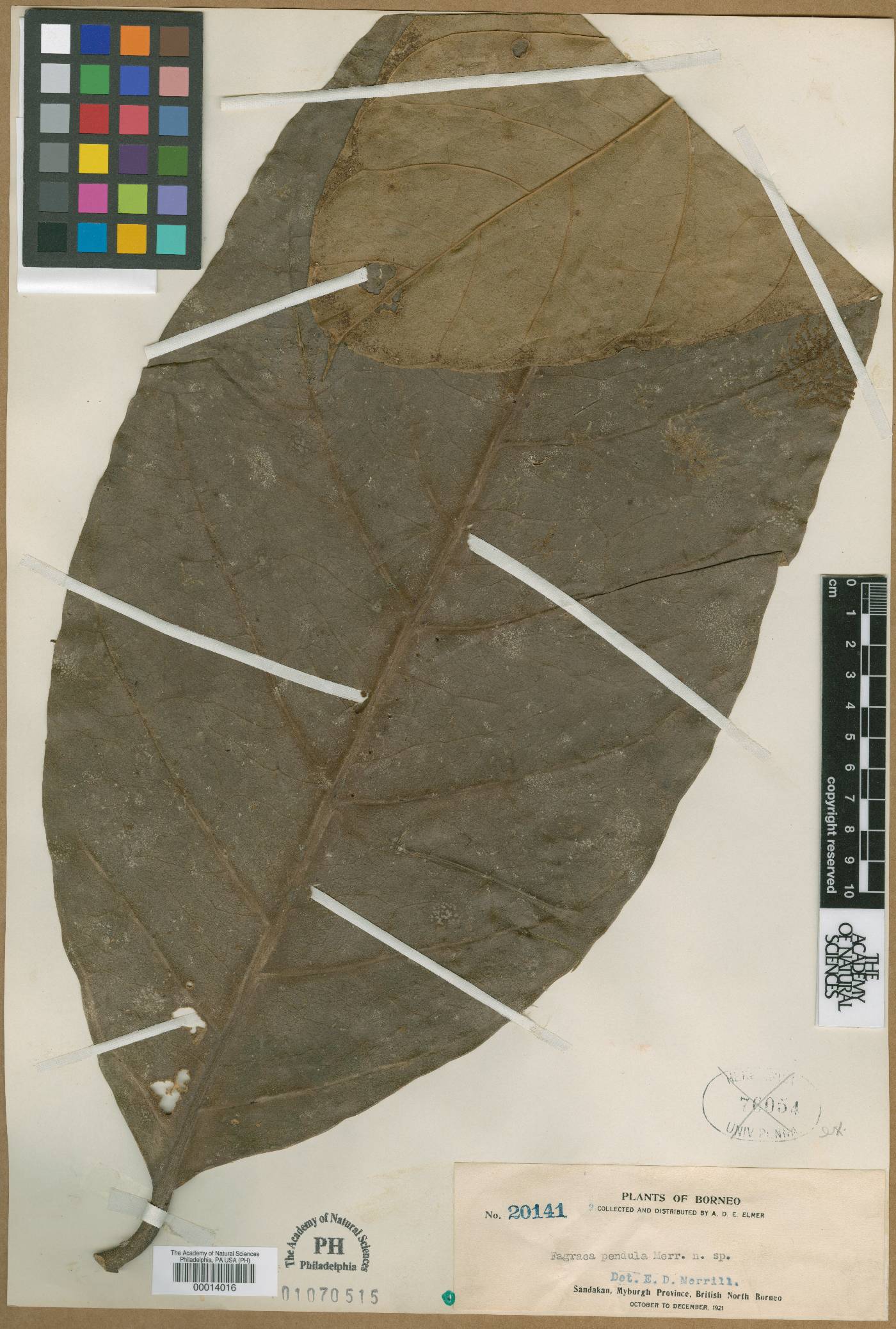 Utania volubilis image