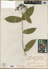Media resource of Faramea malmei