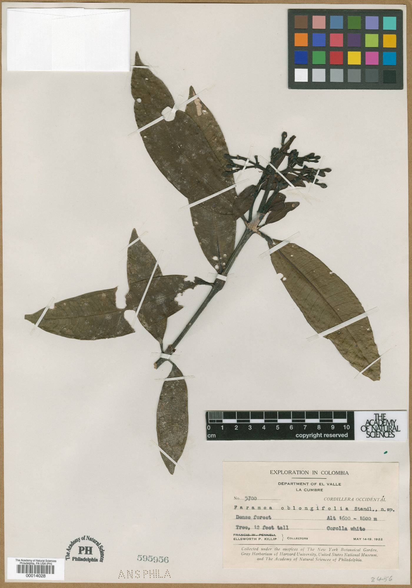 Faramea oblongifolia image