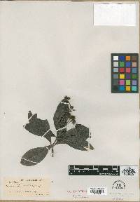 Suberanthus brachycarpus image