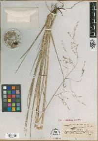Festuca hawaiiensis image