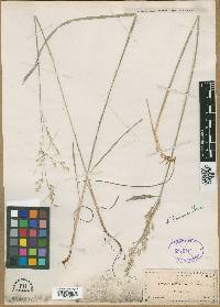 Leptochloa fusca subsp. fascicularis image