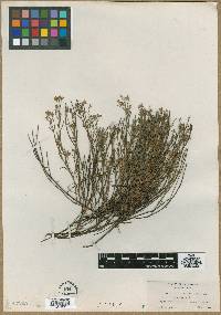 Helianthemum scoparium image