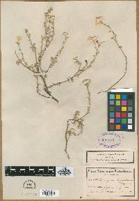 Image of Helichrysum chrysosphaerum