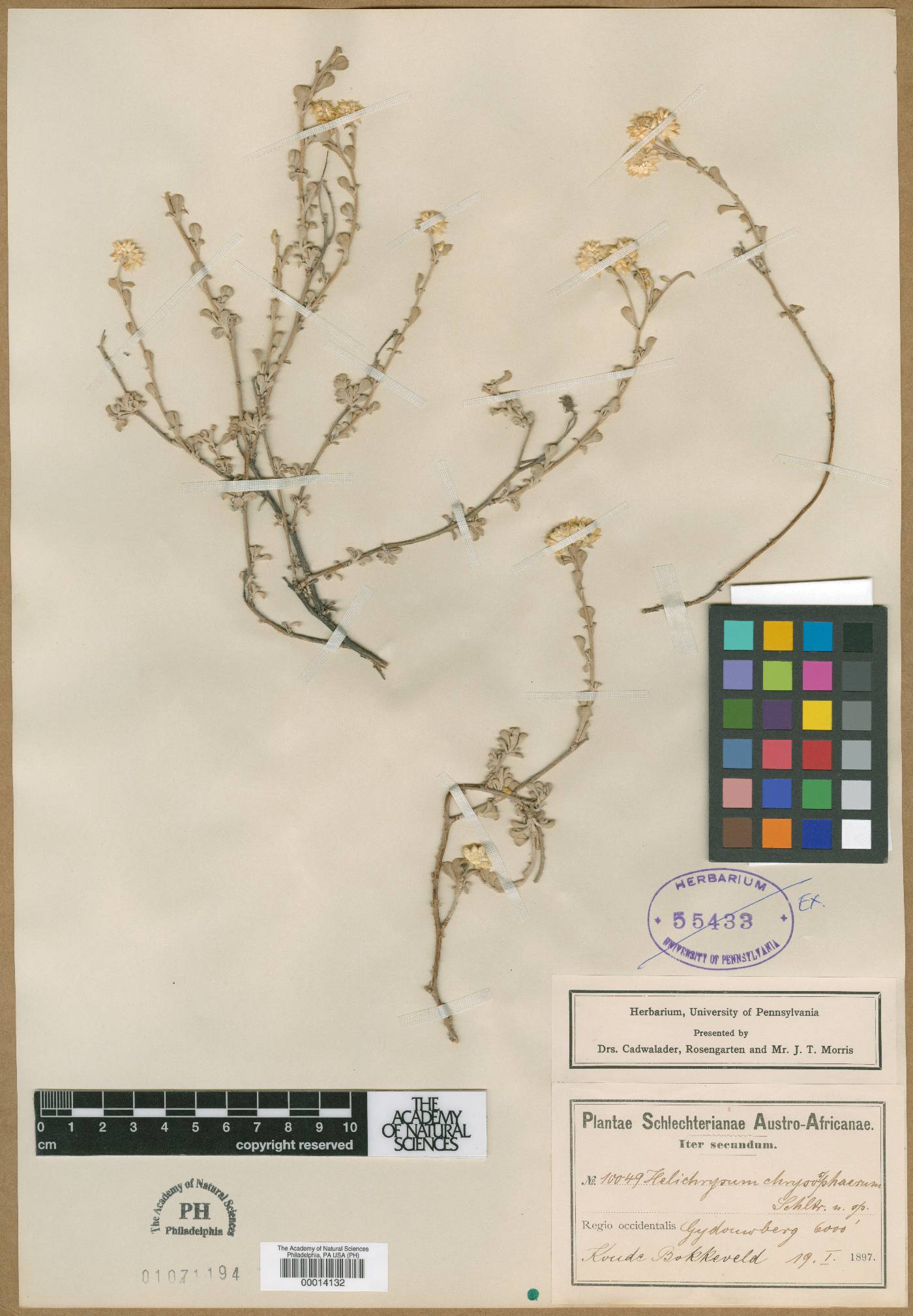 Helichrysum chrysosphaerum image