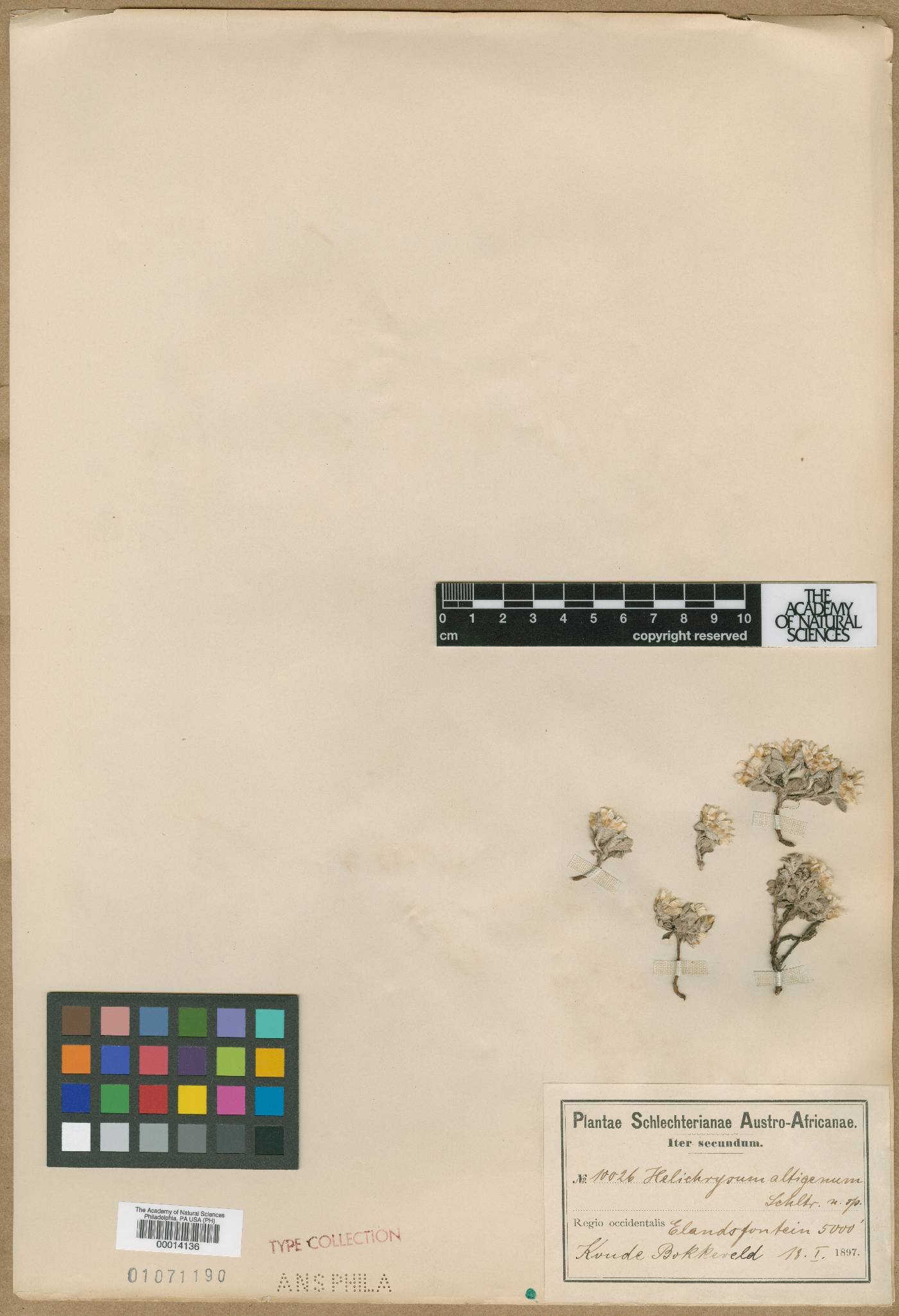 Helichrysum altigenum image