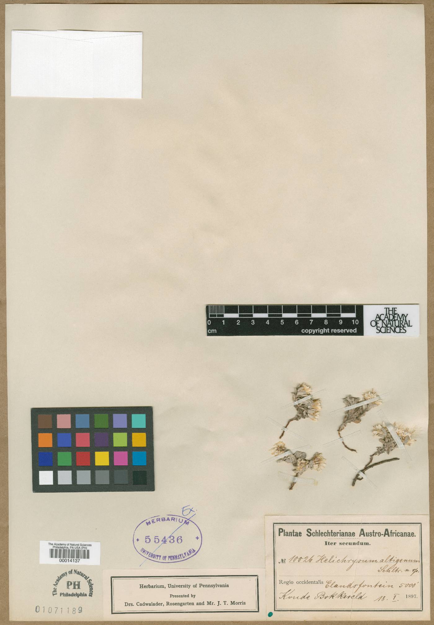Helichrysum altigenum image