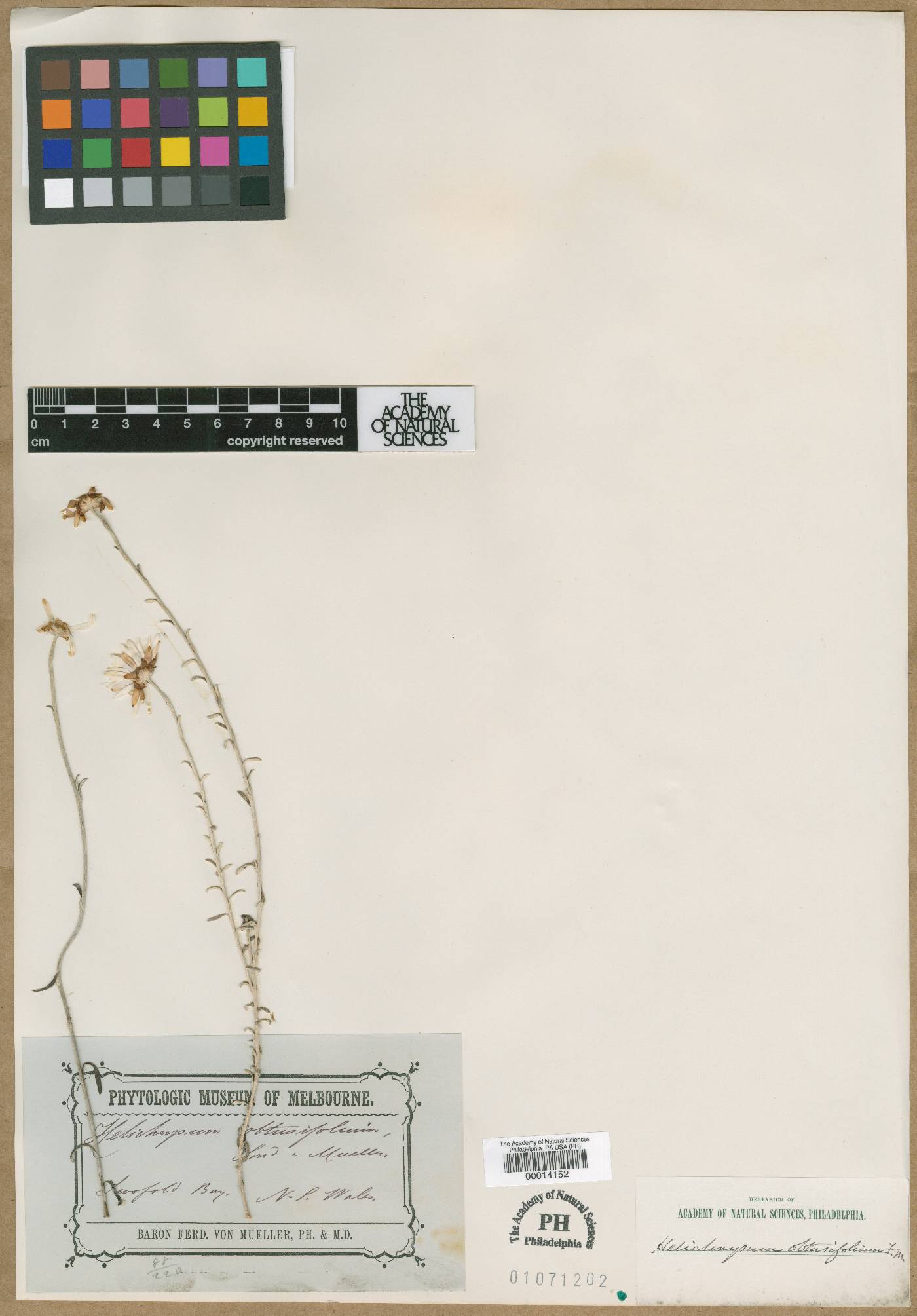 Argentipallium obtusifolium image