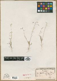 Image of Heliophila crithmifolia