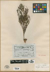 Media resource of Hemigenia diplanthera
