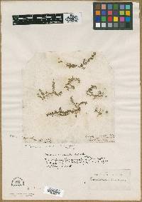 Hemianthus micranthemoides image