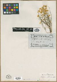 Helipterum hyalospermum image