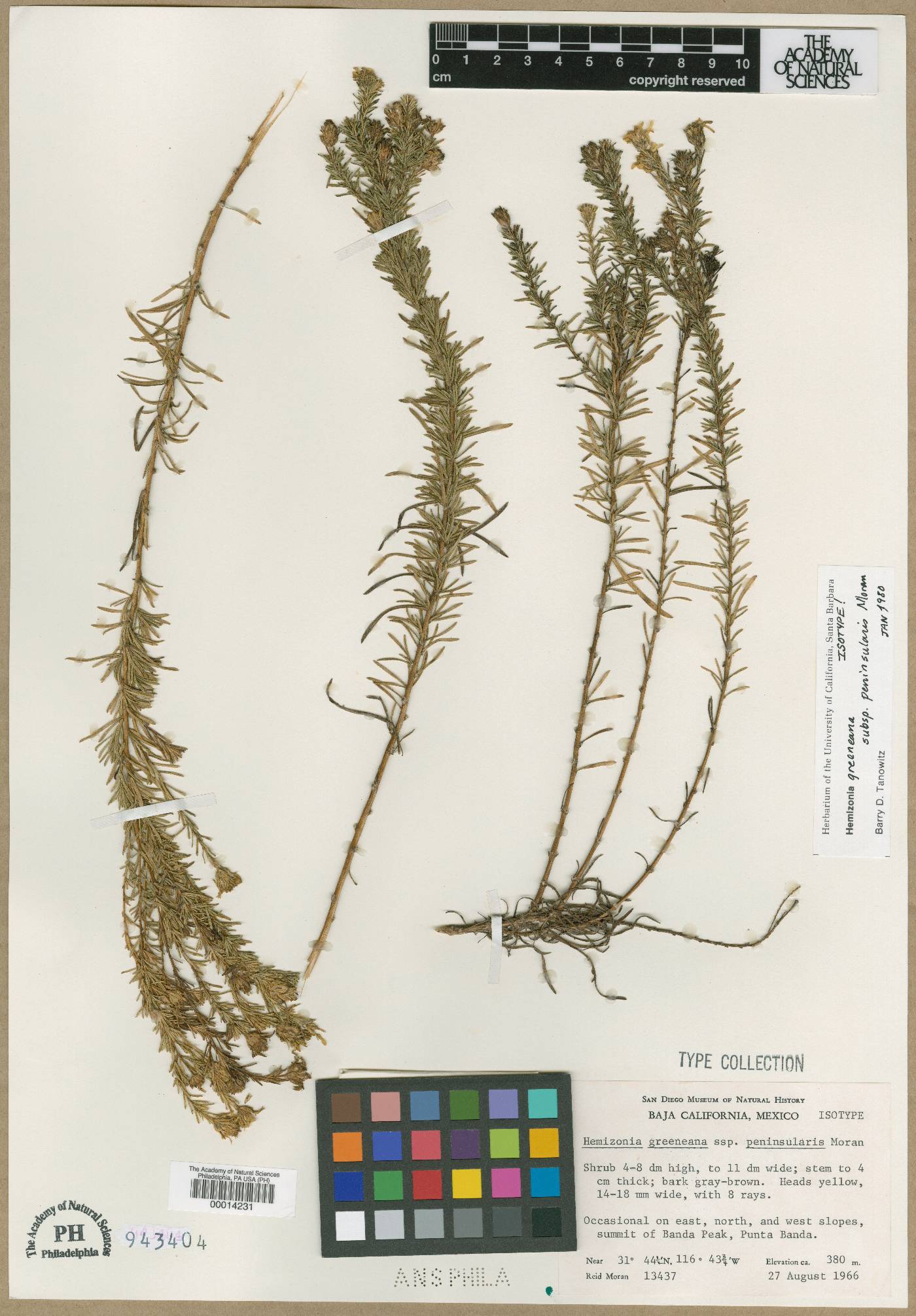 Hemizonia greeneana subsp. peninsularis image