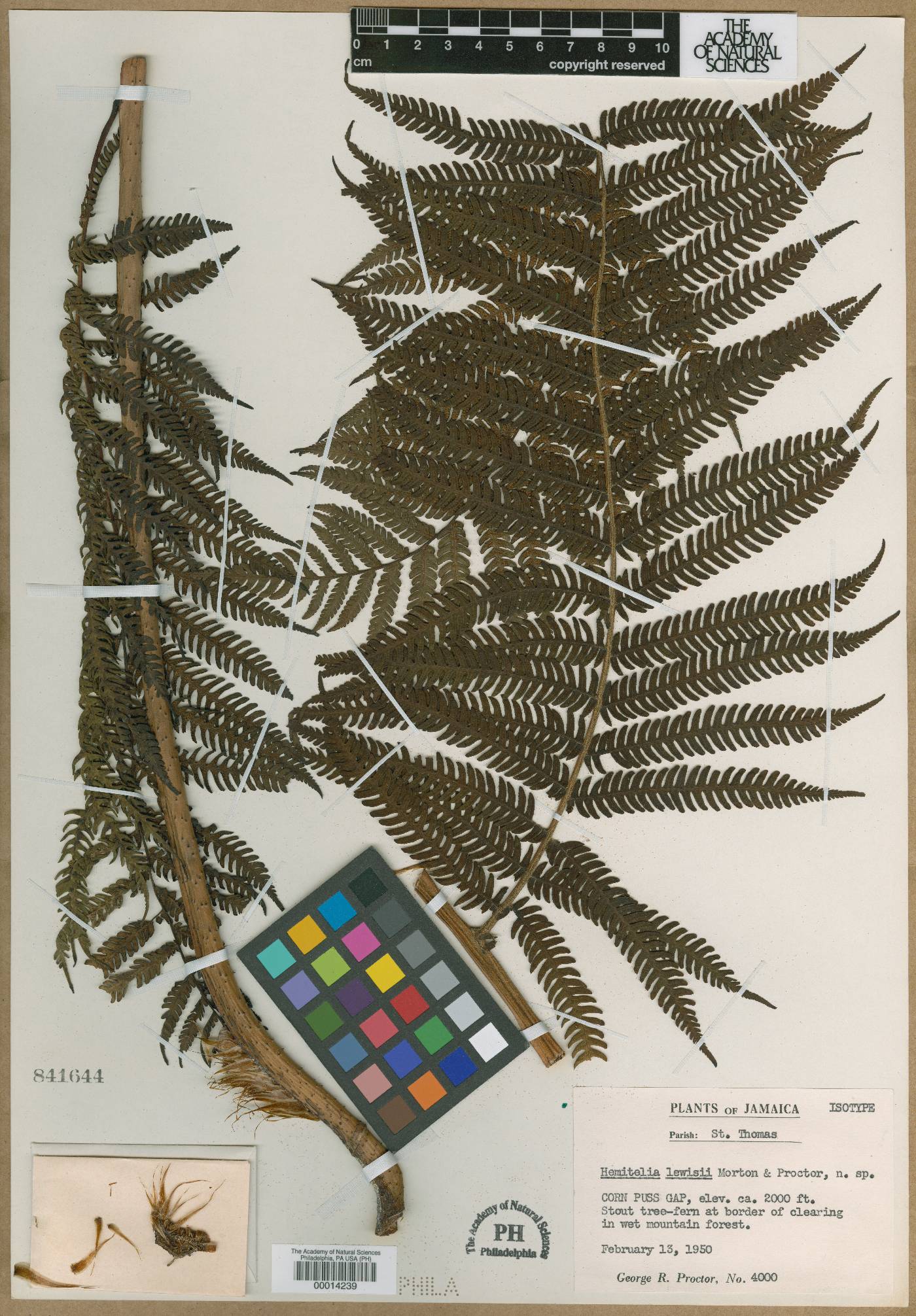 Cyathea × lewisii image