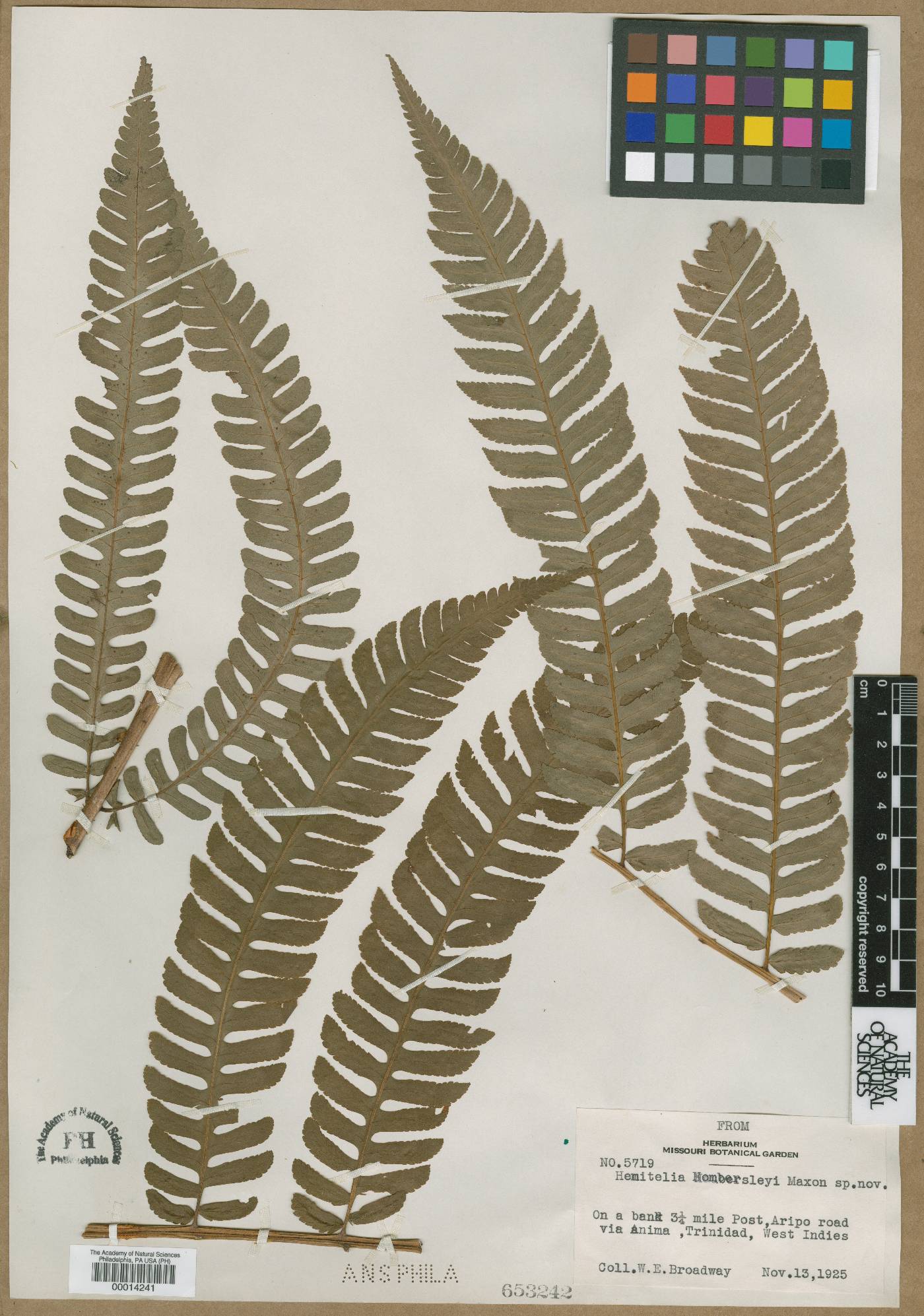 Cyathea × hombersleyi image