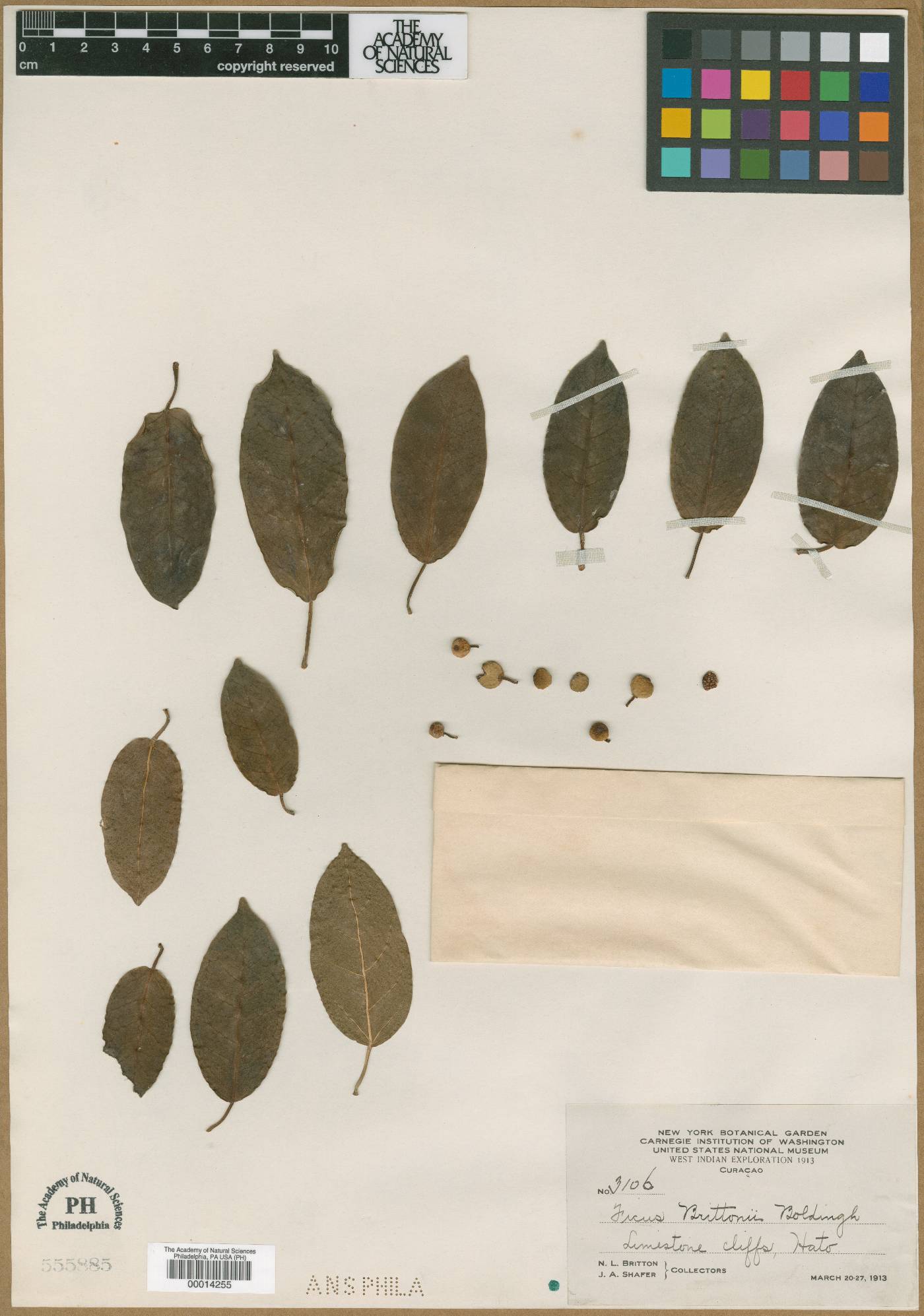 Ficus brittonii image
