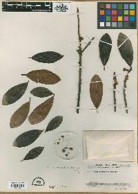 Ficus mathewsii image