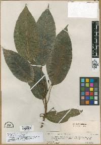 Image of Ficus eximia
