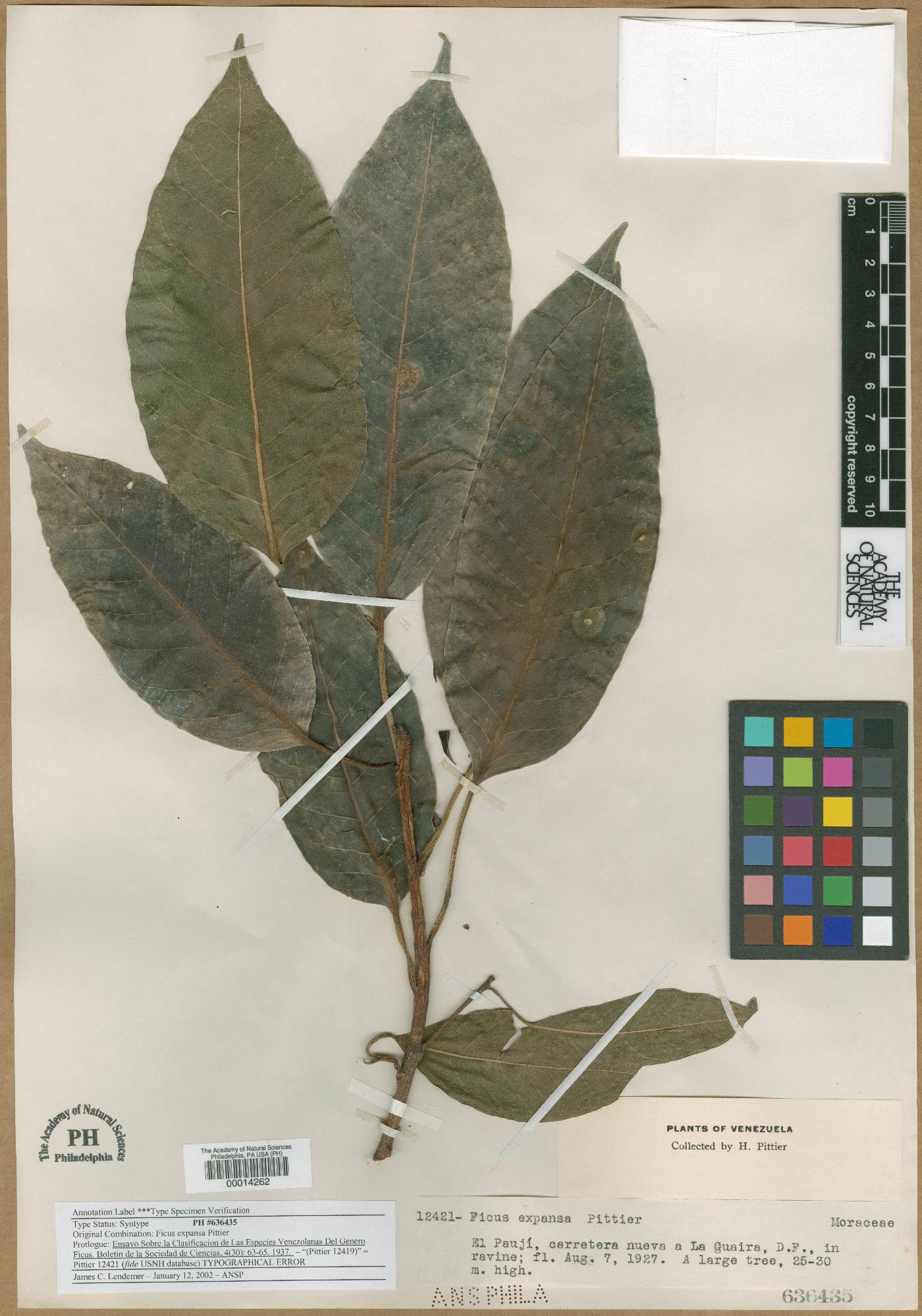 Ficus eximia image