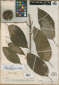 Image of Ficus glandulosa