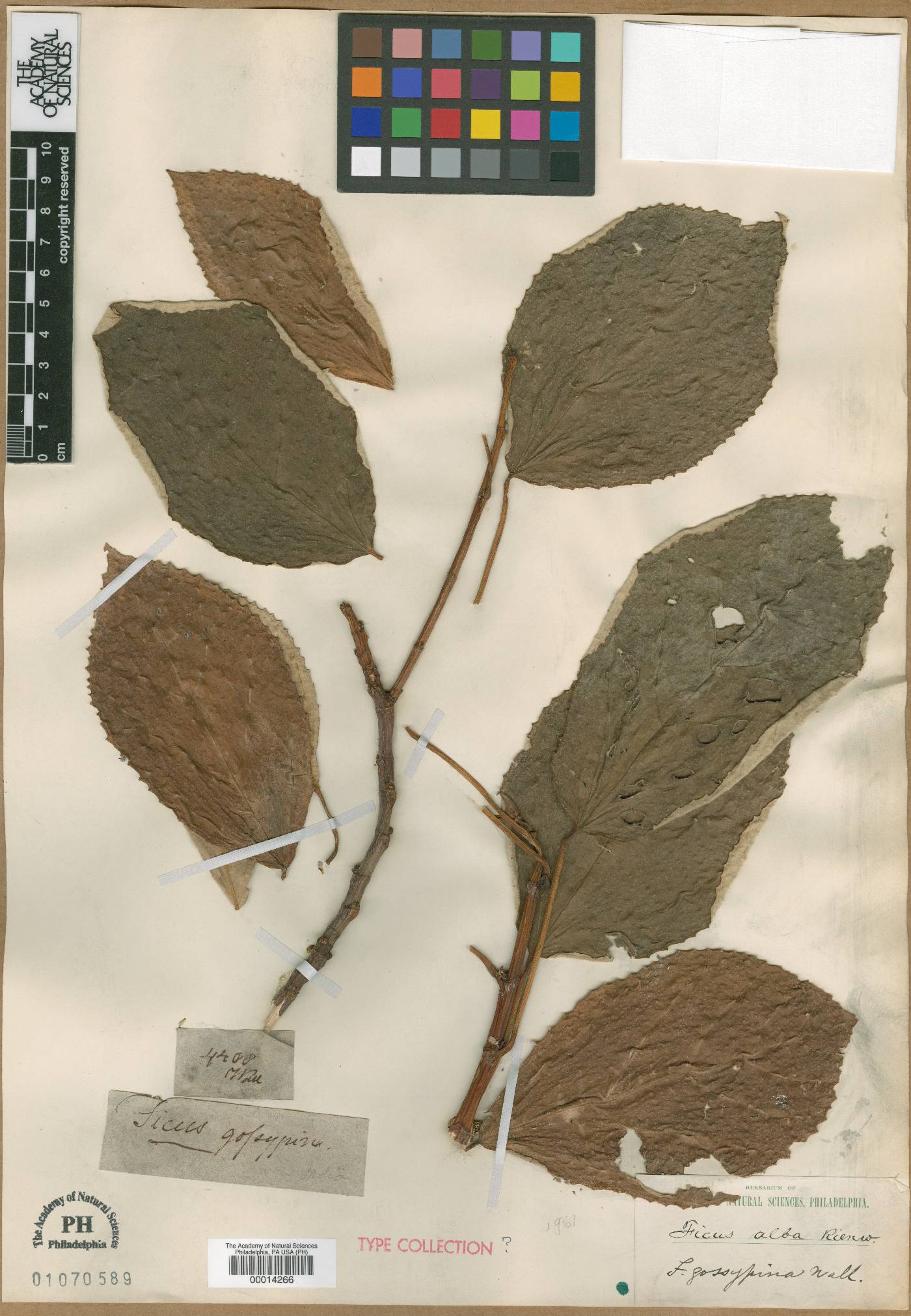 Ficus grossularioides image