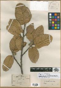 Ficus microchlamys image