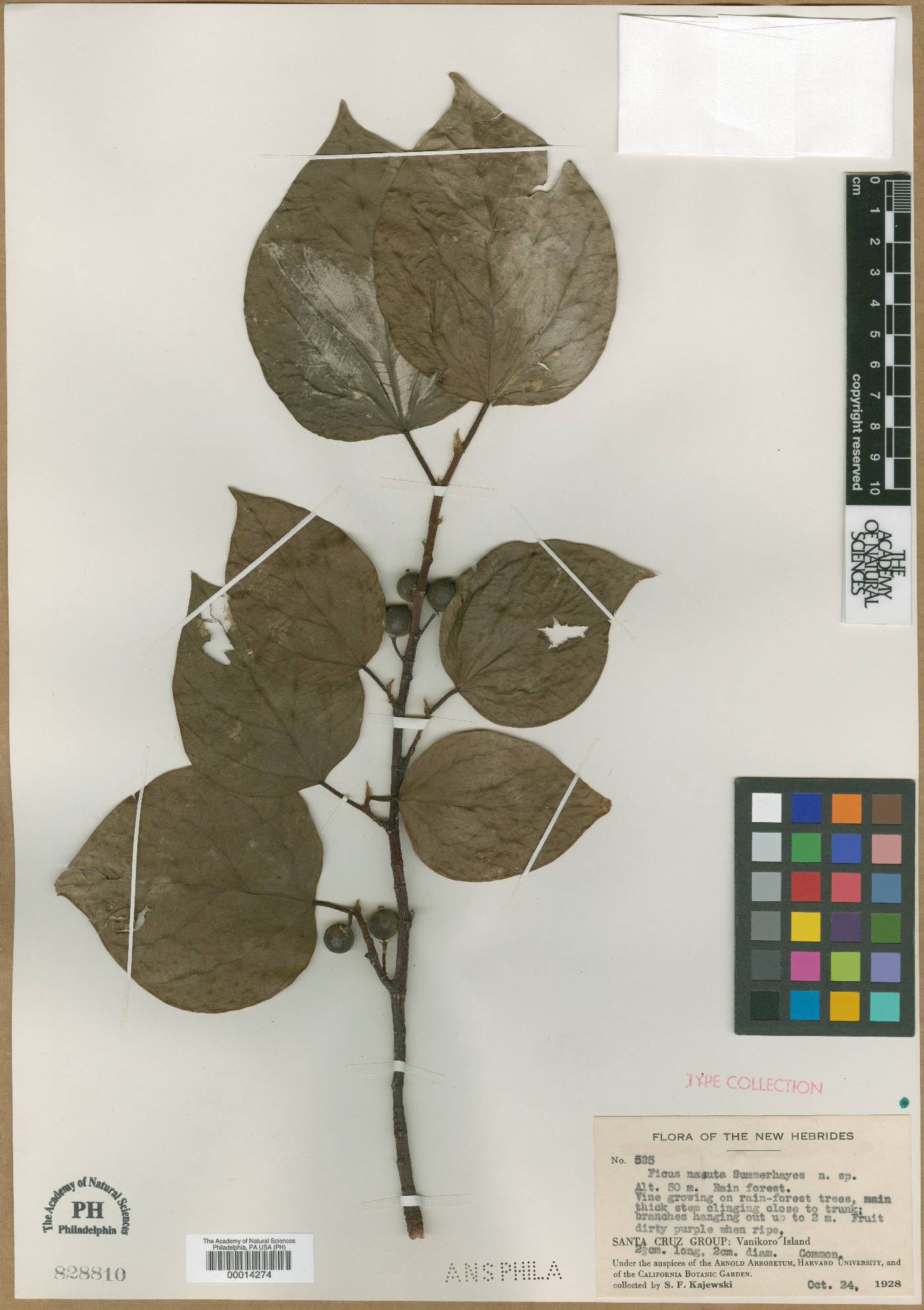 Ficus nasuta image